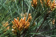 Eldarica Pine for Sale - Buying & Growing Guide - Trees.com