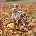 Catahoula Leopard Dog Dog Breed » Everything About Catahoula Curs