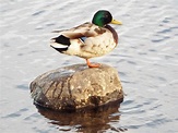 Duck on a rock. by JonnyAltezza on DeviantArt