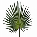 Hoja de palmera verde ancha 100 cm altura