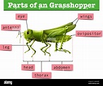 Diagrama que muestra diferentes partes del saltamontes Imagen Vector de ...