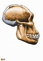 Australopithecus sediba - MH1 - skull reconstruction by Eduard Olaru ...