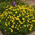 Zagreb Coreopsis Plants for Sale Online | Growing Wild Nursery