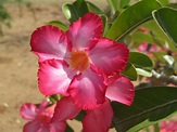 Desert Roses in full bloom! | Hot pink flowers, Desert rose, Pink gemstones