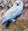 Hedwig - Harry Potter Wiki - Wikia