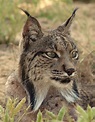 Habitat do Lince: Onde Eles Vivem? | Mundo Ecologia