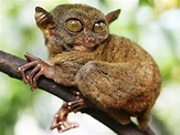 Absurd Creature of the Week: The Tiny Primate That Was Probably the ...