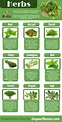 Everything You Need to Know About Herbs (24 Infographics) - Part 7