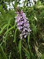A wild orchid in Buckinghamshire, England : r/whatsthisplant
