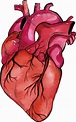 Download Transparent Heart Muscle Png - Realistic Heart Png - PNGkit