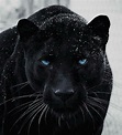 Pantera negra | Majestic animals, Wild cats, Animals beautiful