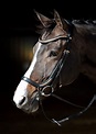 Harry's Horse Trense Rosegold anatomic | De Kroo Pferdesport