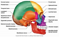 Skull Bones at Cardinal Stritch College - StudyBlue