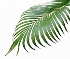 Premium Photo | Tropical green palm leaf tree isolated on white background