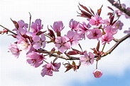 Blütenträume Foto & Bild | pflanzen, pilze & flechten, bäume, natur ...