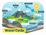 Water Cycle Process Diagram And Its Various Stages | My XXX Hot Girl