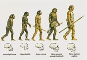 La evolución humana: proceso de hominización - SobreHistoria.com