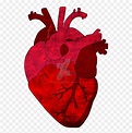 Real Human Heart Png, Transparent Png - vhv