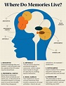 Here's How the Brain Makes Memories—and What You Can Do to Keep Your ...