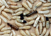 What Do Termites Eggs Look Like Termites Info - vrogue.co