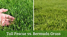 Tall Fescue vs. Bermuda - What Are the Differences?