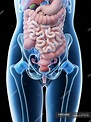 Female abdominal organs, midsection, digital illustration. — biological ...