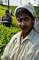 Indian Tamils of Sri Lanka - Wikipedia