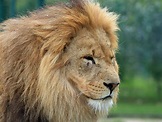 Lion Head Portrait Free Stock Photo - Public Domain Pictures
