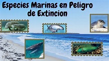 Especies Marinas en Peligro de Extinción - YouTube