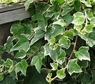 Variegated English Ivy | PlantAddicts.com