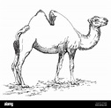 Dibujo a mano lápiz ilustración vectorial de camellos en blanco y negro ...