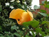 'Mrs. Oakley-Fisher ' Rose Photo