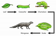 Complete Guide of Food Chain, Food Web, Levels in Food Chain