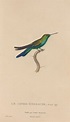 Histoire naturelle des oiseaux-mouches Pl.51 by René-Primevère Lesson ...