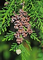 Chamaecyparis lawsoniana | Threatened Conifers of the World (en-GB)