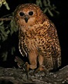 Pel's Fishing Owl | Hoot owl, Owl, Pretty birds