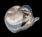 The Argonaut, also known as a paper nautilus, is an octopus which ...