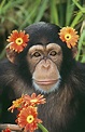 Chimpanzee with Flowers | Animals: Cousins (Chimps-Monkeys-Apes ...