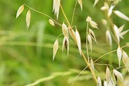 Wild Oats on the Move - Demonstrating Adaptation in Plants - Science ...