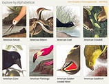 La web de J.J. Audubon publica extraordinarias imágenes de sus láminas ...
