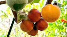 Want to grow cocona fruit? Here are pros and cons... - Tyrant Farms