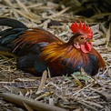 Advantages of Raising Bantam Chickens Rural Mom