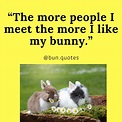 funny bunny quotes, bunny quotes ,rabbit qoutes , bunnies , rabbits ...