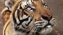 Le tigre, une espèce en danger | WWF France