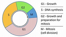 The Cell Cycle - Phases - Mitosis - Regulation - TeachMePhysiology