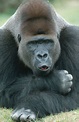Grauer's Gorilla one step closer to extinction | WWF