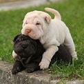 These 16 Cute Shar Pei Puppies Will Make You Fall In Love With Them ...