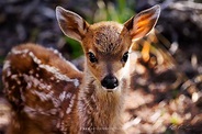 Baby Deer Wallpapers - Top Free Baby Deer Backgrounds - WallpaperAccess