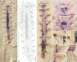 Holotype of Antennacanthopodia gracilis n. gen. n. sp. (ELEL-EJ081876 ...
