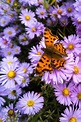 Darius Combo: Perennial Plants That Attract Butterflies - Best 6 ...